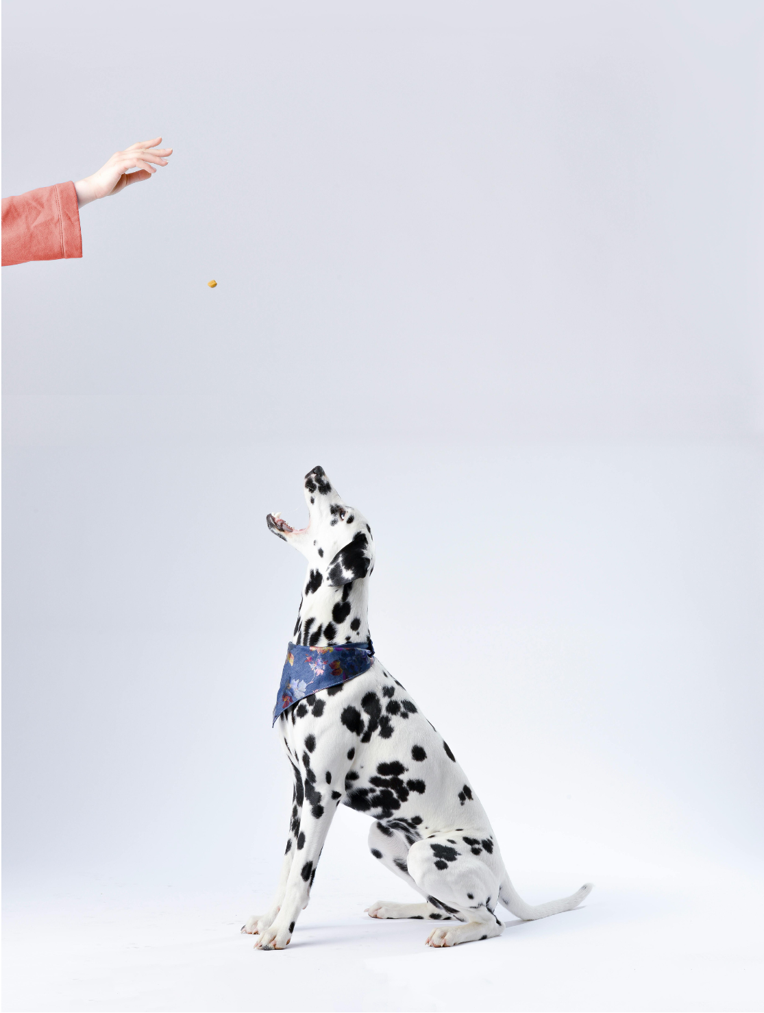 Energetic dog catching a tossed frozen bone broth treat, enjoying the most healthy dog food