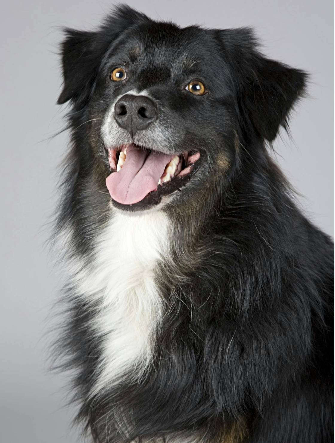 Happy-healthy dog-with-a-shiny-coat, representing-the-benefits-of-Super-Pet Food-frozen-bone-broth-in-india